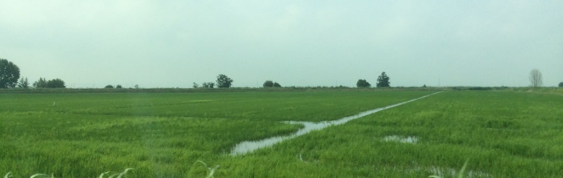 Acquerello, une histoire de rizière &laquo;&nbsp;à la Slow Food&nbsp;&raquo;