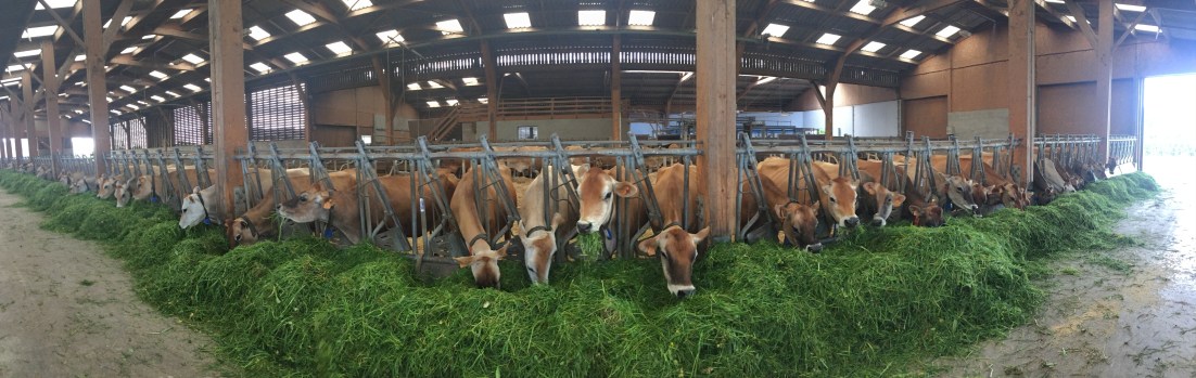 Les petites vaches aux yeux cerclés de&nbsp;noir